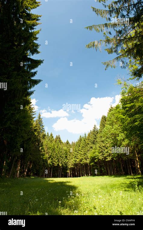 A Clearing Amongst A Forest Of Pine Trees Wolfratshausen Germany