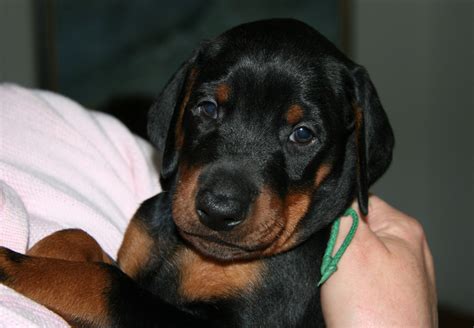 Dobermann Baby Foto And Bild Tiere Haustiere Hunde Bilder Auf