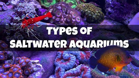 Types Of Saltwater Aquariums Mad Hatters Reef Tank