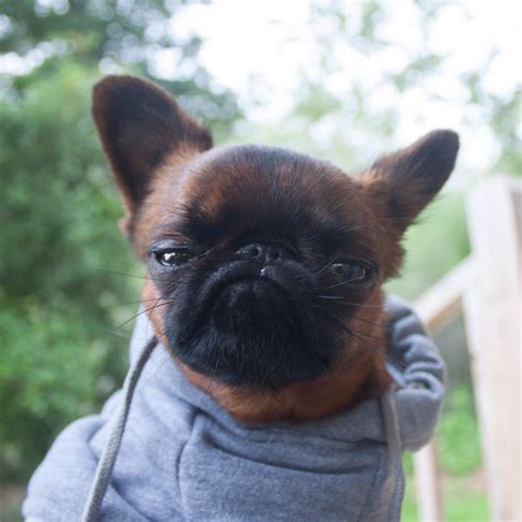 From longman dictionary of contemporary englishthe likes of somebody/somethingthe likes of cia, and scotland yard. Meet Gizmo, The Grumpy Dog Who Looks Like He's Always ...