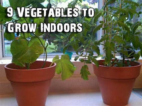 9 Vegetables To Grow Indoors Shtf Prepping