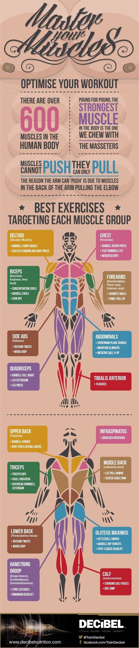 Usually derived from latin, a muscle's name often tells you something about the muscle, such as its location, origin, number of. Best 25+ Best group names ideas on Pinterest | Workout muscle groups, Ab challenge workout and ...