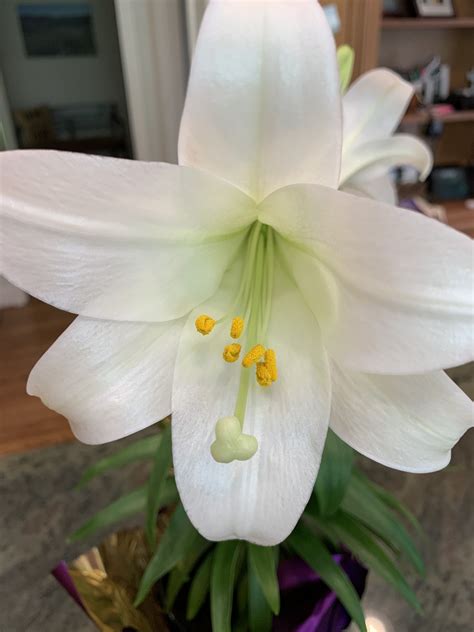 How To Grow The Easter Lily Easter Lily Trumpet Lily Lily