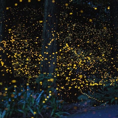 Stunning Long Exposure Photos Of Gold Fireflies Amusing Planet