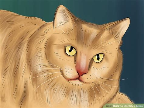 How To Identify A Manx 13 Steps With Pictures Wikihow