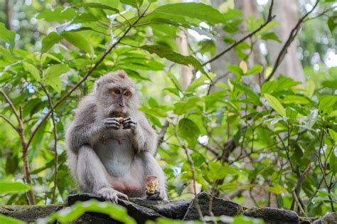 Sangeh Monkey Forest In Bali Sacred Forest Sanctuary In Central Bali