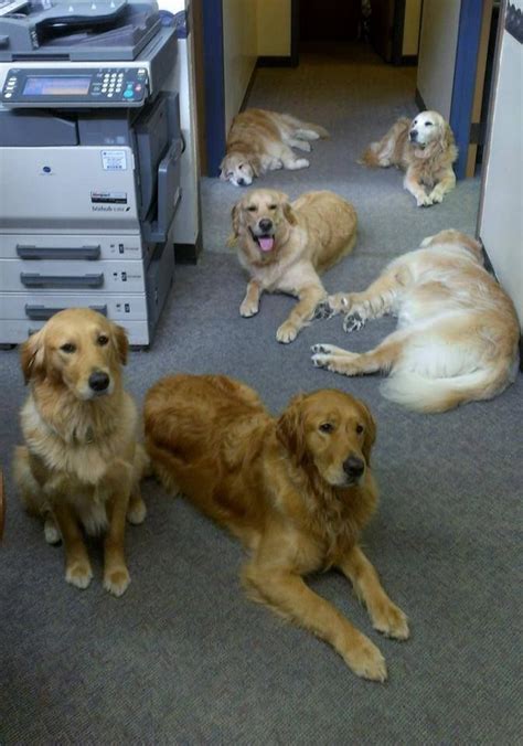 Bringing a new puppy home is one of the most exciting things in the world. Partners in Comfort! (Dogs from top L to R) Zina Comfort ...
