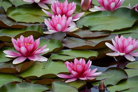 Water Lilies Are The Gorgeous Aquatic Blooms Anyone Can Grow Southern