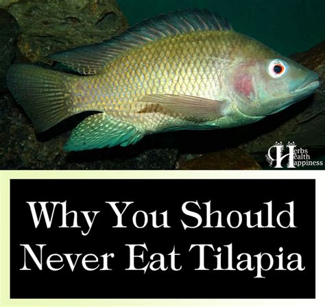 Why You Should Never Eat Tilapia Herbs Health And Happiness