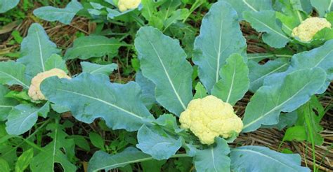 Cauliflower A Beginners Guide To Growing Cauliflowers