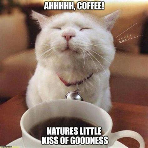 99 Funny Coffee Memes To Start Your Morning With A Roast Yourtango