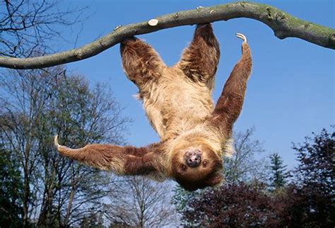 Image Result For Sloth Hanging Upside Down Animals Sloth Hanging