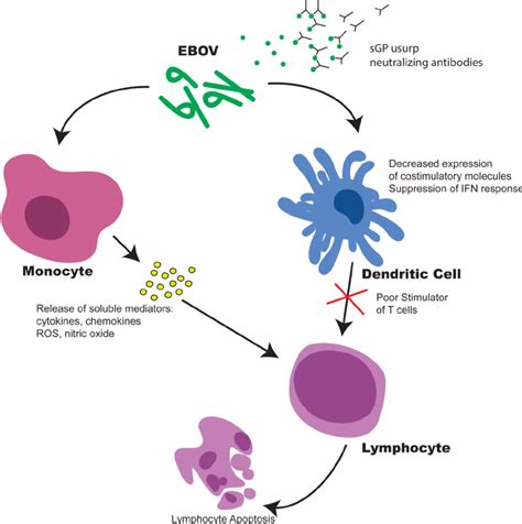 Dysregulation Of The Immune System By The Ebola Virus Monocytes