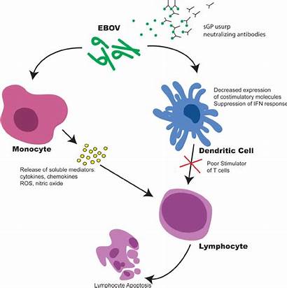 Virus Ebola Immune System Monocytes Macrophages Infection