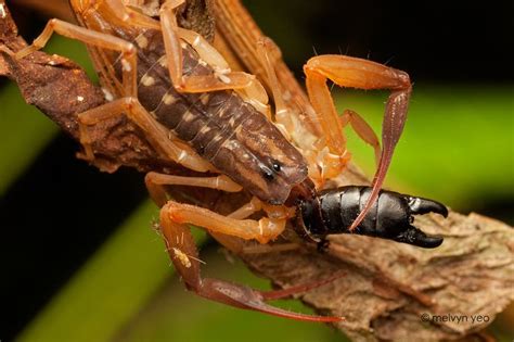 Scorpion Eating Earwig Earwigs Spider Mites Arachnids