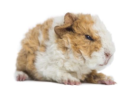 Coronet Guinea Pig Guinea Pig Babies Pigs Pets Baby Texel Fluffy Psalm