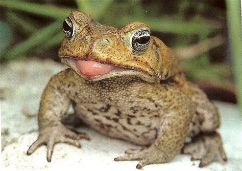 Cane Toad Cute Frogs Toad Cute Animals