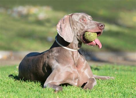 A Beautiful Adult Female Weimaraner Dog Stock Photo Image Of