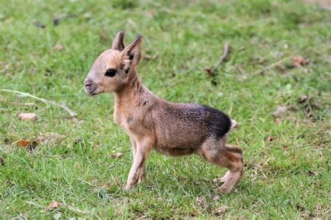 The Patagonian Mara From Argentina Looks Like A Rabbit Or Small Deer