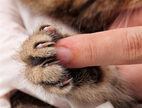 Do Cats Back Claws Retract Kitty Devotees
