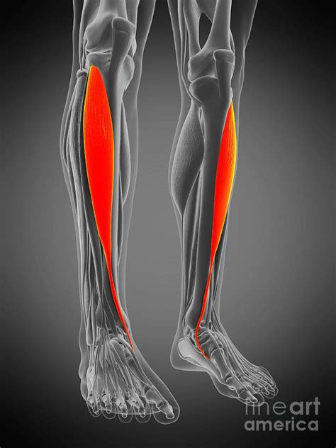 Distal Tibial Muscle Anatomy