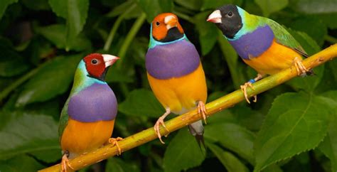 Rainbow Plumage Makes The Gouldian Finch One Of The Worlds Most