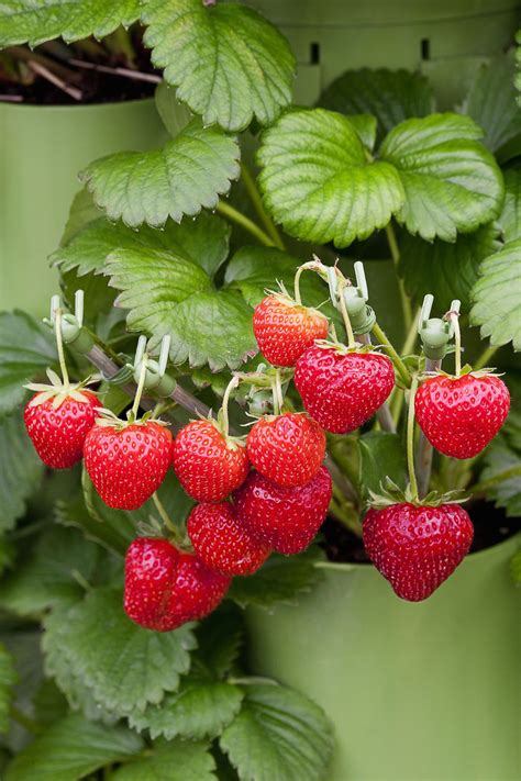 50 Gardening Tips Guaranteed To Make Your Garden The Prettiest On The Block Strawberry Plants