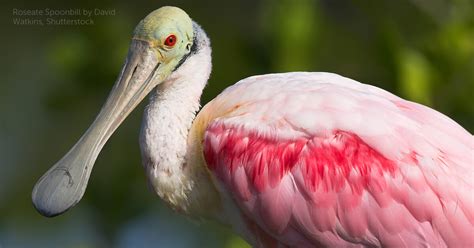 Roseate Spoonbill Photograph Color Photography Art And Collectibles Etna