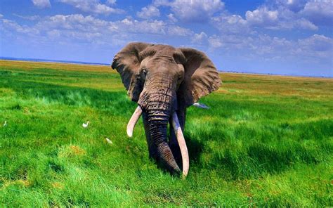 African Elephant Wallpapers Wallpaper Cave