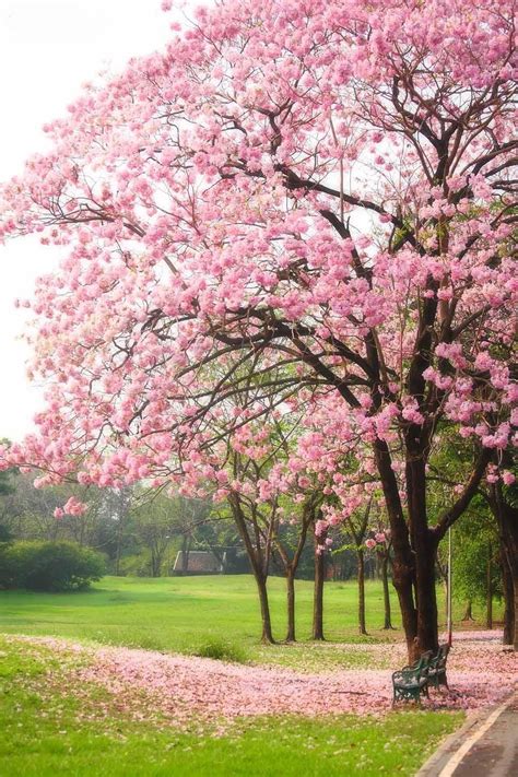 Tabebuia Rosea Stunning Tree I Planted One Of These In My
