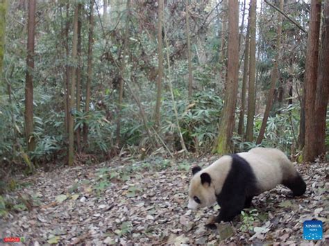 Fotos Eines Großen Pandas Im Longxi Hongkou Naturschutzgebiet In