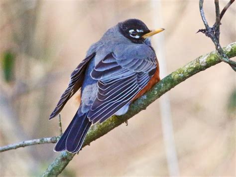 American Robin Celebrate Urban Birds