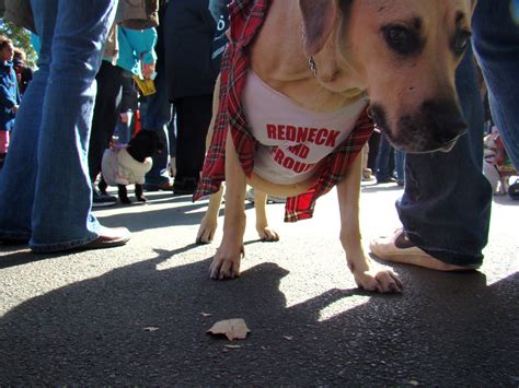 Redneck Dog Picture Taken At The 2008 Haloween Howl Dog Co Flickr