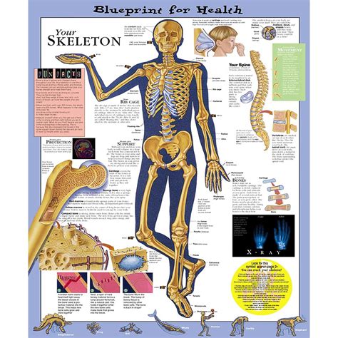 Blueprint For Health Your Skeleton Anatomical Chart 20 X 26