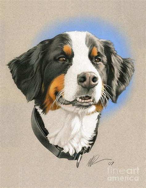 Bernese Mountain Dog Painting By Marshall Robinson