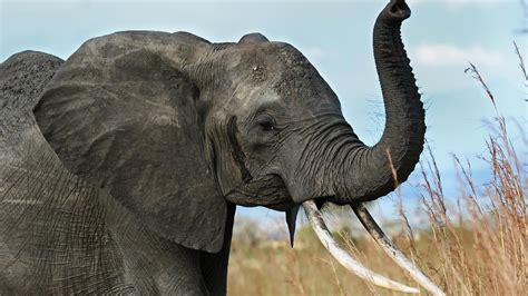 Wallpaper Elephant Tusks Trunk Africa Savanna Hd Widescreen
