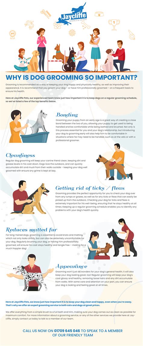 Dog Grooming Infographic