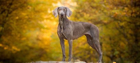Guide To Owning A Weimaraner Grooming Health And More Nz