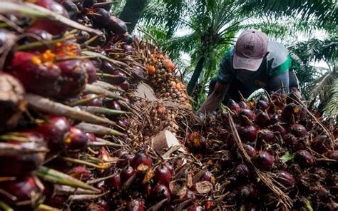 Inidia 5 Negara Penghasil Kelapa Sawit Terbesar Di Dunia Indonesia