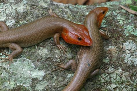 Broad Headed Skink Facts And Pictures Reptile Fact