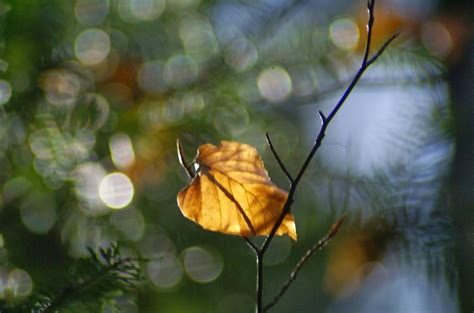 Anibal marea tu licor y arrea la tropilla de la zurda al volcar la última curda. EL JUEGO DE LA TABA: "La última hoja" (un haiku de otoño ...