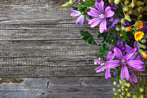 Purple Flowers · Pexels · Free Stock Photos