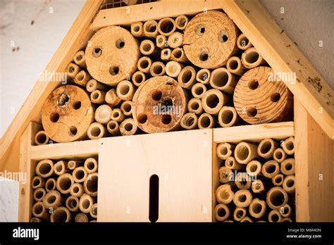 Bee House Bees Nest Bamboo Wood Log Ecological Stock Photo Alamy
