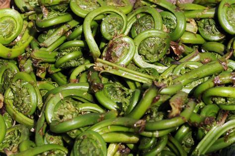 Pick out various flavorful foods you love, and a few you really don't. How to cook fiddleheads to avoid food poisoning | The Star