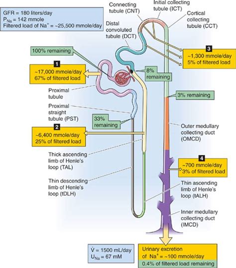 Transport Of Sodium And Chloride The Urinary System Medical