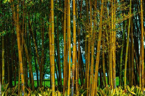 Bamboo Forest Background High Quality Nature Stock Photos ~ Creative
