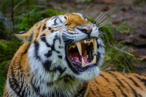 Tiger Teeth Stock Photos Pictures And Royalty Free Images Istock