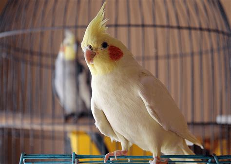 Birds That Can Be Kept As Pets Pets Retro