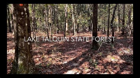 Exploring The Lake Talquin State Forest Youtube