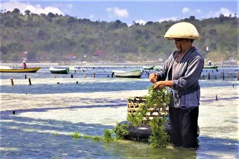 Great Reboot Or Short Term Saviour Balis Seaweed Farming Revival